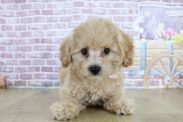 青森県のトイプードル(トイ) (Coo&RIKU青森店/2024年2月15日生まれ/女の子/アプリコット)の子犬