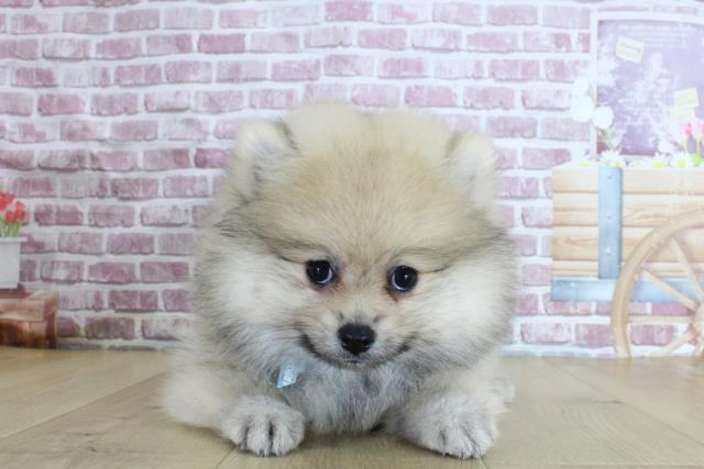 福島県のポメラニアン (Coo&RIKUいわき店/2024年2月17日生まれ/男の子/ウルフセーブル)の子犬