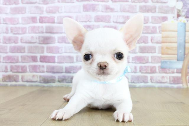 青森県のチワワ(スムース) (Coo&RIKU青森店/2024年2月18日生まれ/男の子/ホワイト)の子犬