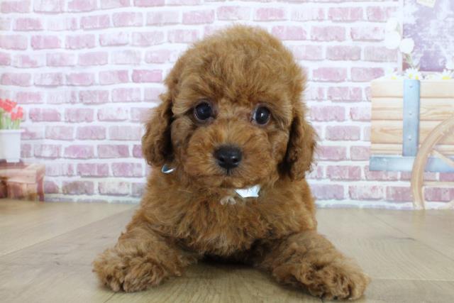 茨城県のトイプードル(トイ) (Coo&RIKU石岡店/2024年2月19日生まれ/男の子/レッド)の子犬