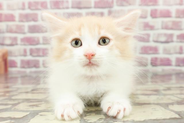 北海道のノルウェージャンフォレストキャット (Coo&RIKU帯広店/2024年2月10日生まれ/女の子/クリームタビーホワイト)の子猫