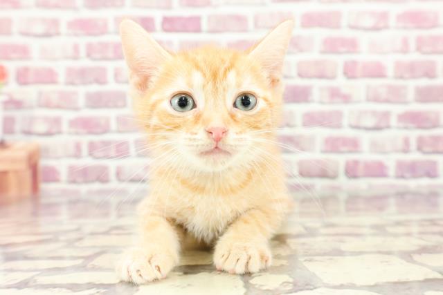 北海道のアメリカンカール (Coo&RIKU札幌西店/2024年2月4日生まれ/男の子/レッドタビー)の子猫