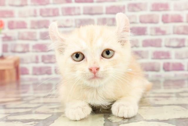 北海道のアメリカンカール (Coo&RIKU北見店/2024年1月28日生まれ/男の子/クリームタビー)の子猫