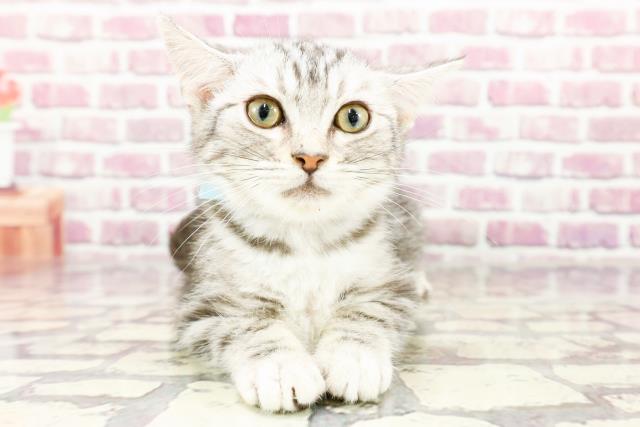 北海道のアメリカンショートヘアー (Coo&RIKU岩見沢店/2024年1月1日生まれ/男の子/シルバータビー)の子猫