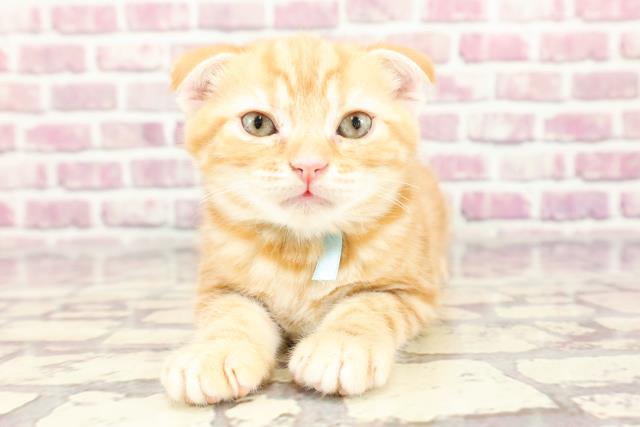 神奈川県のスコティッシュフォールド (Coo&RIKU横浜青葉店/2024年2月15日生まれ/男の子/レッドタビー)の子猫