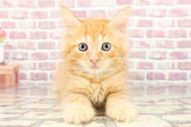 栃木県のメインクーン (Coo&RIKU小山店/2024年2月14日生まれ/男の子/レッドタビー)の子猫