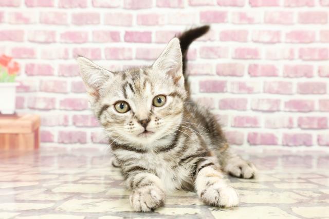 広島県のアメリカンショートヘアー (Coo&RIKU東広島店/2024年2月15日生まれ/女の子/シルバーパッチドタビー)の子猫