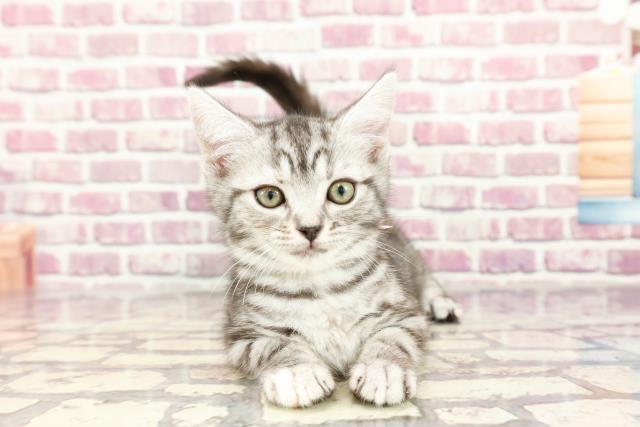 神奈川県のアメリカンショートヘアー (Coo&RIKU横須賀店/2024年2月15日生まれ/女の子/シルバータビー)の子猫
