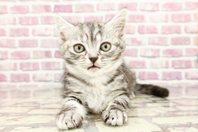 栃木県のアメリカンショートヘアー (Coo&RIKU小山店/2024年2月15日生まれ/女の子/シルバータビー)の子猫