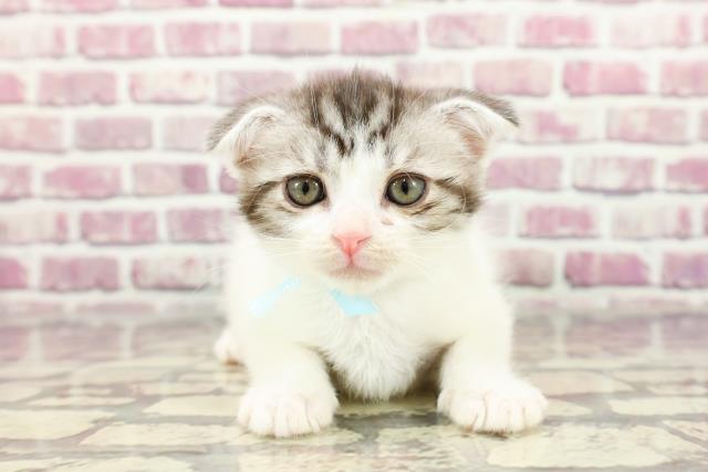 栃木県のスコティッシュフォールド (Coo&RIKU宇都宮店/2024年2月18日生まれ/男の子/シルバータビーホワイト)の子猫
