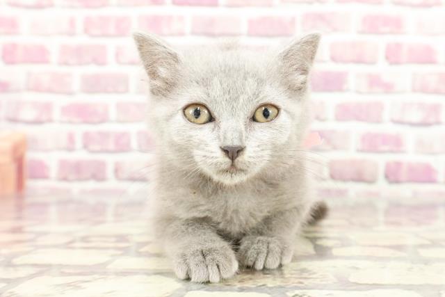 千葉県のブリティッシュショートヘアー (Coo&RIKUフレスポ稲毛店/2024年1月28日生まれ/女の子/ブルー)の子猫