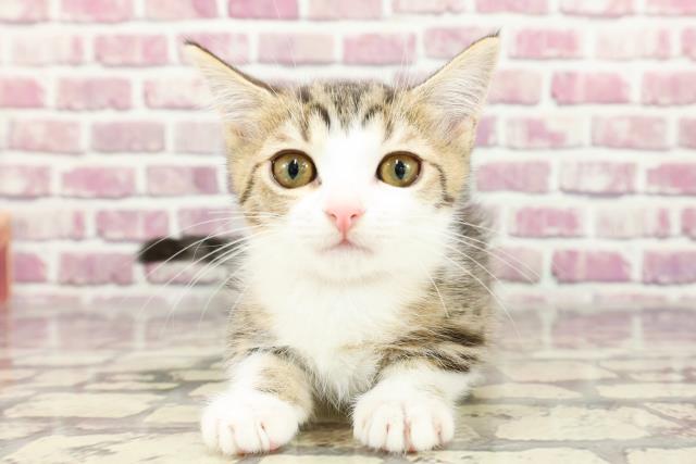 山口県のミヌエット (Coo&RIKUシーモール下関店/2024年1月10日生まれ/女の子/ブラウンタビーホワイト)の子猫