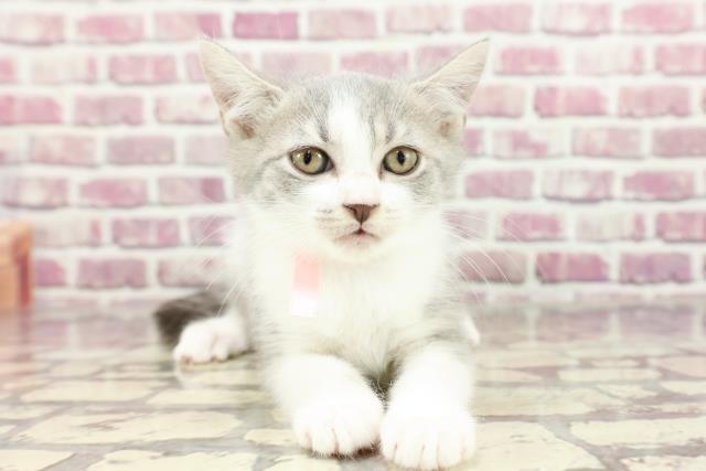 長野県のスコティッシュフォールド (Coo&RIKU綿半中野店/2024年2月9日生まれ/女の子/ブルーホワイト)の子猫