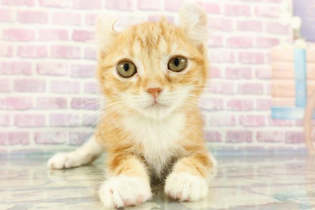 北海道のアメリカンカール (Coo&RIKU室蘭店/2023年12月17日生まれ/女の子/レッドタビーホワイト)の子猫