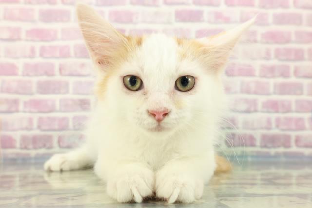 栃木県のメインクーン (Coo&RIKU宇都宮店/2024年1月12日生まれ/男の子/レッドホワイト)の子猫