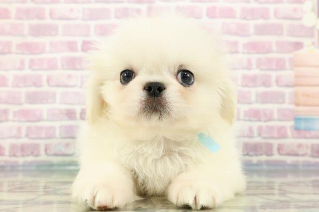 茨城県のペキニーズ (Coo&RIKU牛久店/2024年2月12日生まれ/男の子/ホワイト)の子犬