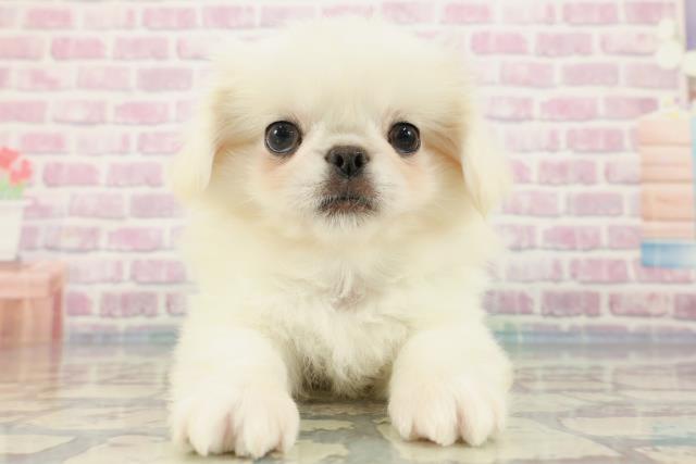 千葉県のペキニーズ (Coo&RIKUフレスポ稲毛店/2024年2月12日生まれ/男の子/ホワイト)の子犬