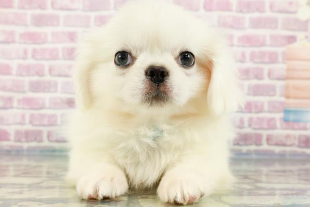 東京都のペキニーズ (Coo&RIKUフレスポ住吉店/2024年2月12日生まれ/男の子/ホワイト)の子犬