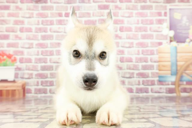 福島県のシベリアンハスキー (Coo&RIKU郡山店/2024年2月13日生まれ/男の子/ブラックホワイト)の子犬