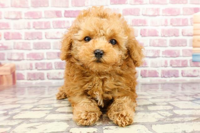 千葉県のトイプードル(トイ) (Coo&RIKU市原店/2024年2月16日生まれ/男の子/アプリコット)の子犬