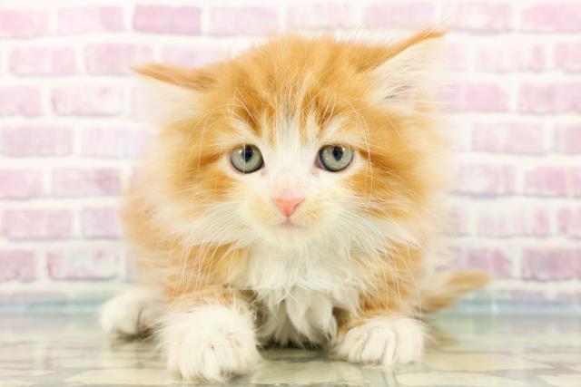 東京都のラガマフィン (Coo&RIKU中野サンモール店/2024年2月16日生まれ/男の子/レッドタビーホワイト)の子猫