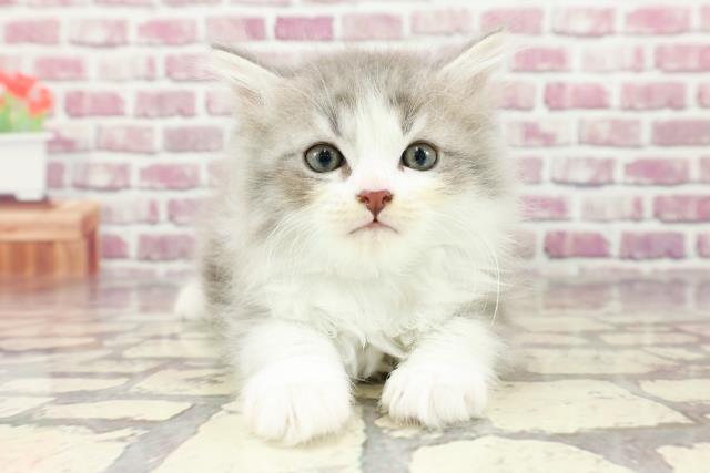 千葉県のラガマフィン (Coo&RIKU東船橋店/2024年2月16日生まれ/男の子/ブルータビーホワイト)の子猫