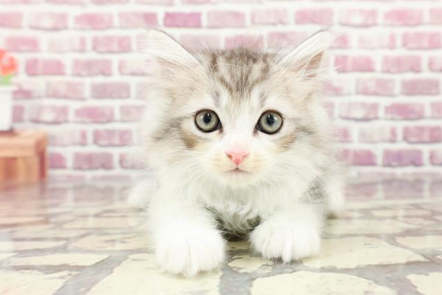 東京都のラガマフィン (Coo&RIKU江戸川店/2024年2月16日生まれ/男の子/シルバータビーホワイト)の子猫