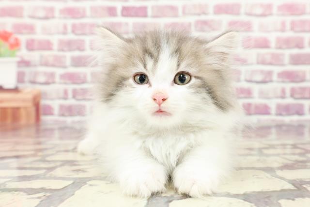 東京都のミヌエット (Coo&RIKU秋葉原店/2024年2月17日生まれ/女の子/ブルータビーホワイト)の子猫
