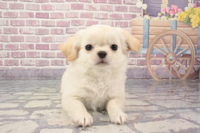 和歌山県のチワワ(ロング) (Coo&RIKU和歌山店/2024年2月15日生まれ/男の子/クリーム)の子犬