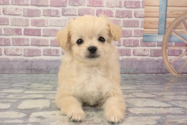 滋賀県のチワプー/プーチー(チワワ×プードル) (Coo&RIKUアヤハディオ水口店/2024年2月18日生まれ/女の子/クリーム)の子犬