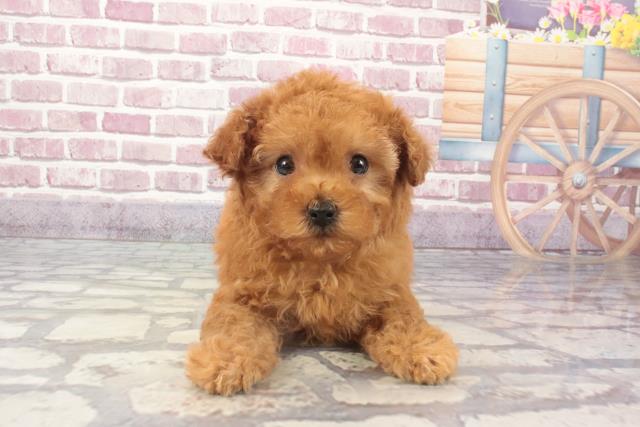 和歌山県のトイプードル(トイ) (Coo&RIKU和歌山店/2024年2月17日生まれ/女の子/レッド)の子犬