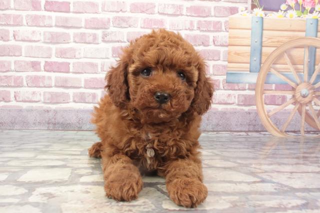 兵庫県のトイプードル(トイ) (Coo&RIKU三木店/2024年2月17日生まれ/女の子/レッド)の子犬