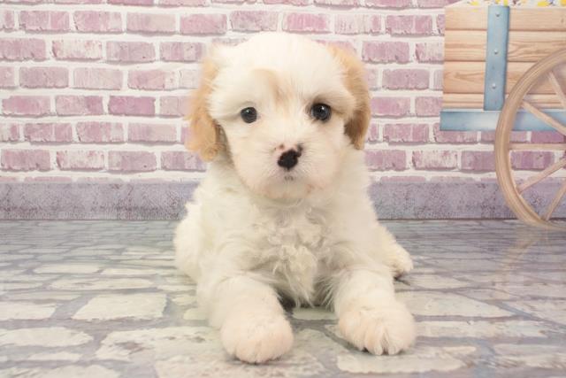 滋賀県のハーフ犬 (Coo&RIKUアヤハディオ水口店/2024年2月17日生まれ/女の子/白茶)の子犬