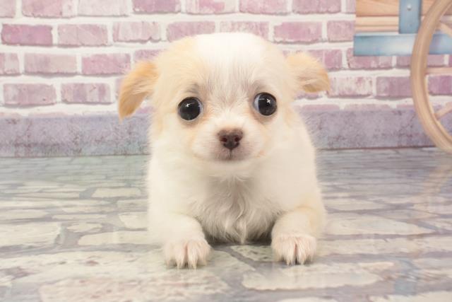 愛媛県のチワワ(ロング) (Coo&RIKUイオンタウン川之江店/2024年2月18日生まれ/女の子/クリームホワイト)の子犬