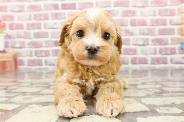 千葉県のマルプー(マルチーズ×プードル) (Coo&RIKU若葉都賀店/2024年2月17日生まれ/男の子/アプリコットホワイト)の子犬