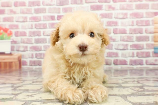 千葉県のトイプードル(トイ) (Coo&RIKUフレスポ稲毛店/2024年2月19日生まれ/女の子/アプリコット)の子犬