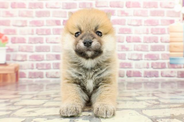 2024年2月19日生まれのポメ柴(ポメラニアン×柴犬)の1枚目の写真