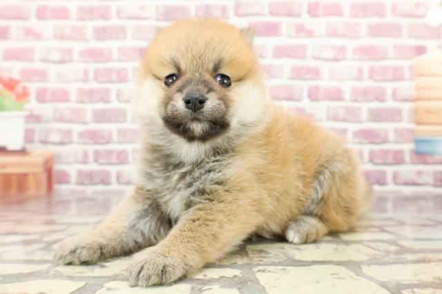 2024年2月19日生まれのポメ柴(ポメラニアン×柴犬)の2枚目の写真