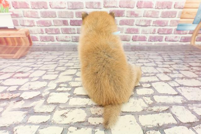2024年2月19日生まれのポメ柴(ポメラニアン×柴犬)の4枚目の写真