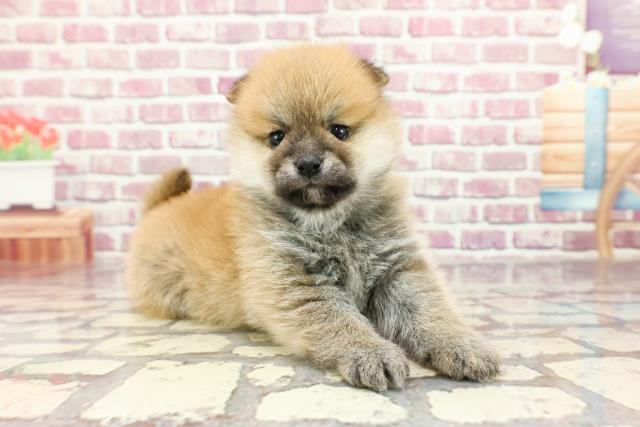 2024年2月19日生まれのポメ柴(ポメラニアン×柴犬)の3枚目の写真