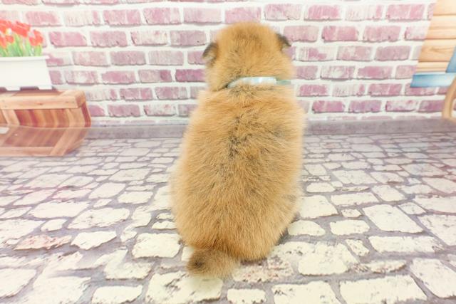 2024年2月19日生まれのポメ柴(ポメラニアン×柴犬)の4枚目の写真