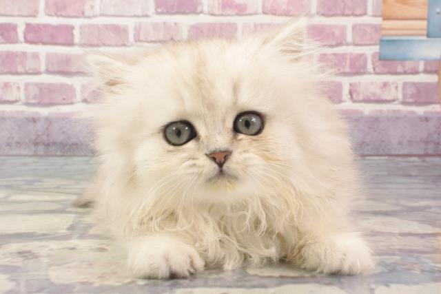 大阪府のペルシャ (Coo&RIKU天王寺店/2024年2月14日生まれ/女の子/シルバー)の子猫