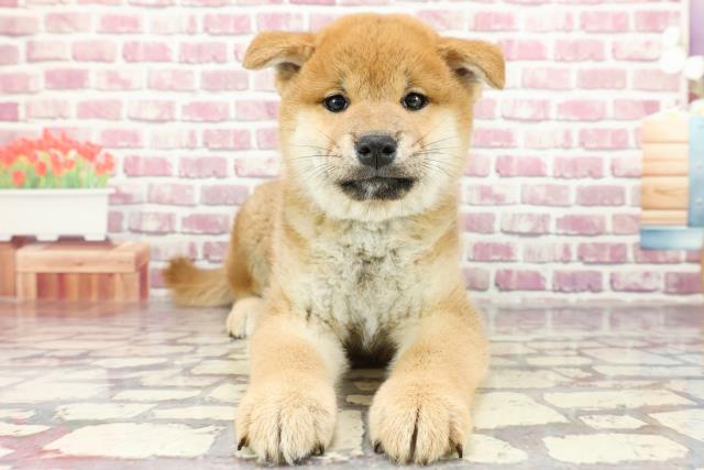 北海道の柴犬(標準サイズ) (Coo&RIKU苫小牧店/2024年2月17日生まれ/男の子/赤)の子犬