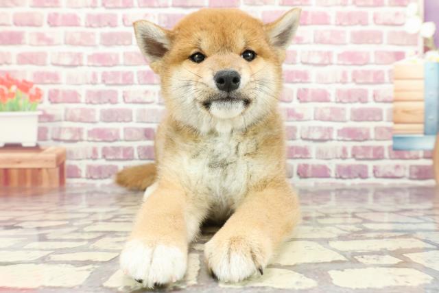 北海道の柴犬(標準サイズ) (Coo&RIKU北見店/2024年2月17日生まれ/男の子/赤)の子犬