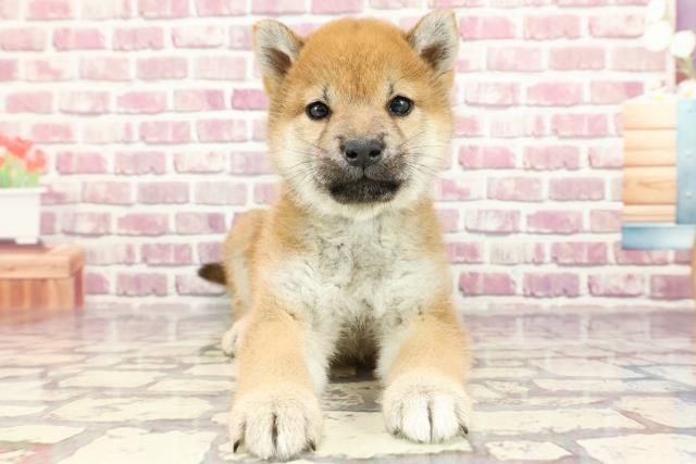 2024年2月17日生まれの柴犬(標準サイズ)の1枚目の写真