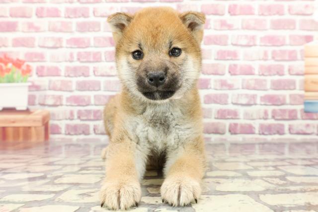 島根県の柴犬(標準サイズ) (Coo&RIKU出雲店/2024年2月17日生まれ/女の子/赤)の子犬