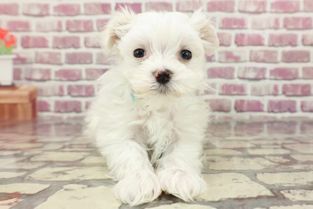 北海道のマルチーズ (Coo&RIKU釧路店/2024年2月18日生まれ/男の子/ホワイト)の子犬
