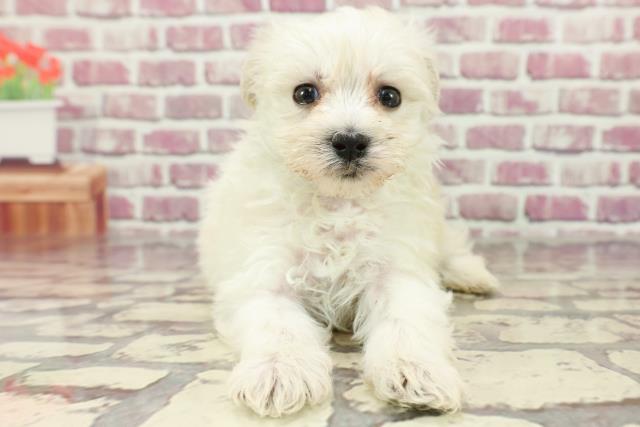 大分県のマルプー(マルチーズ×プードル) (Coo&RIKU大分店/2024年2月19日生まれ/男の子/ホワイト)の子犬