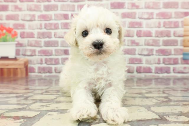 宮崎県のマルプー(マルチーズ×プードル) (Coo&RIKU宮崎店/2024年2月19日生まれ/男の子/ホワイト)の子犬