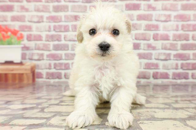 鹿児島県のマルプー(マルチーズ×プードル) (Coo&RIKU鹿児島店/2024年2月19日生まれ/女の子/ホワイト)の子犬